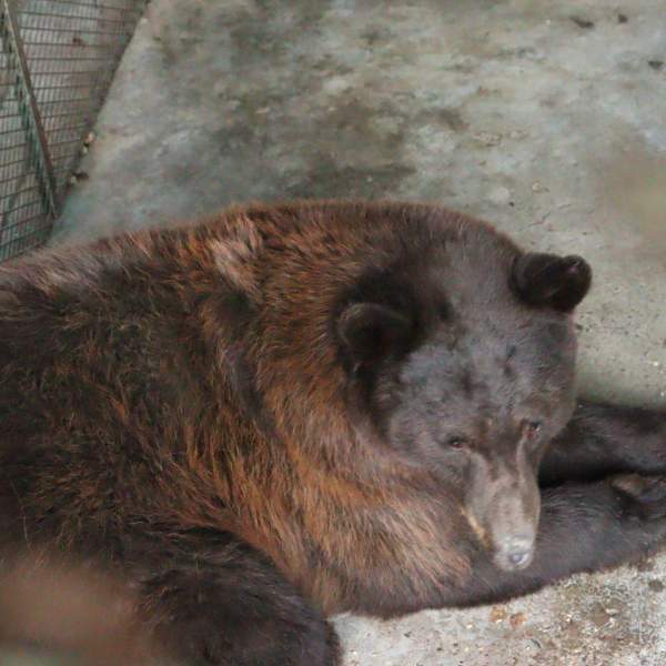 Gobierno de Sonora reintegra osa negra al hábitat natural en la sierra del estado